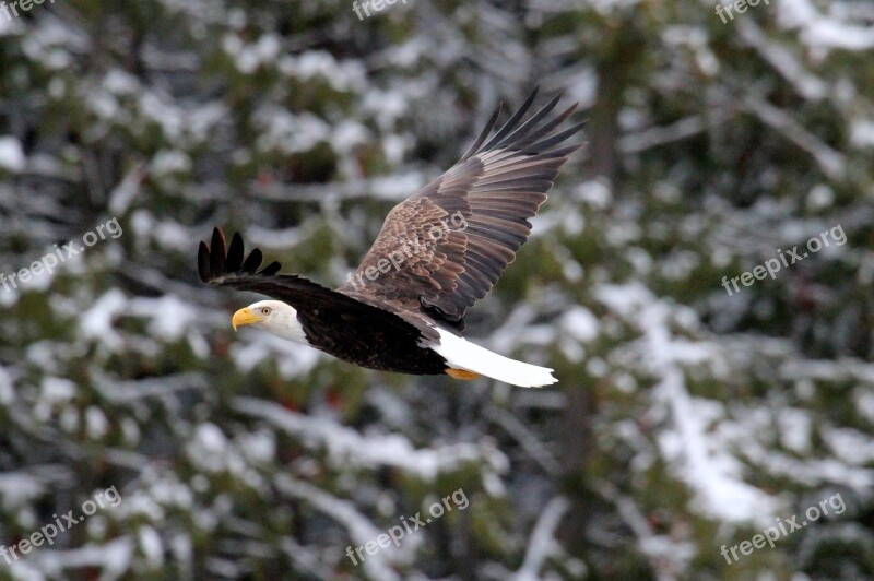 Bald Eagle Eagle Bald Flying Raptor