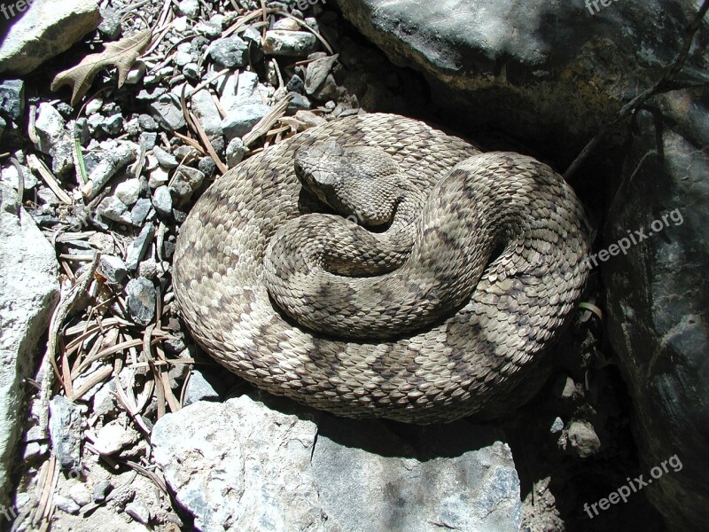 Rattlesnake Viper Poisonous Reptile Wildlife