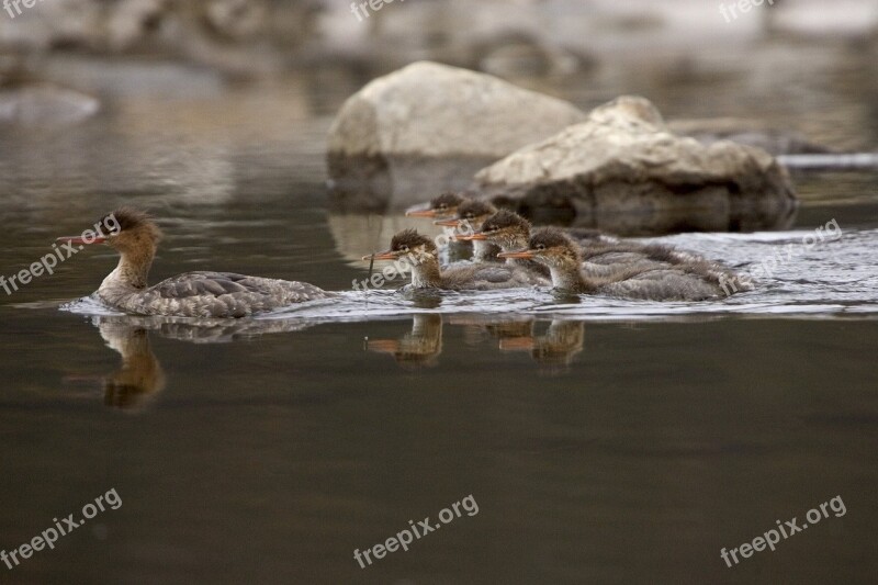 Merganser Ducks Swimming Water Birds Waterfowl