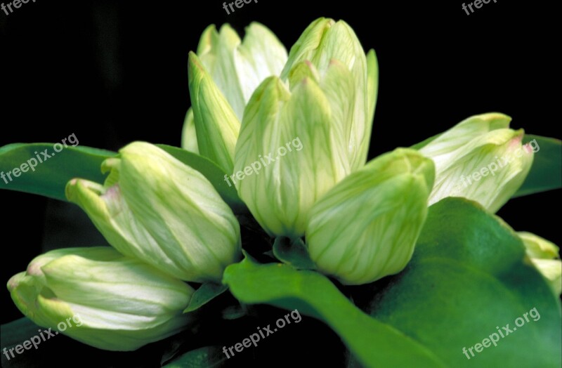 White Gentian Flowers Floral Blooms Blossoms