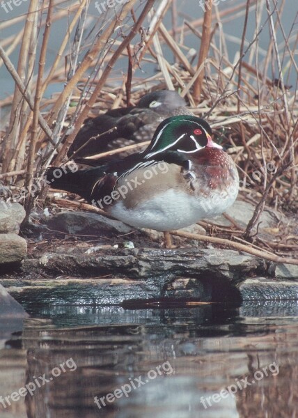 Wood Duck Waterfowl Aix Brown Bird