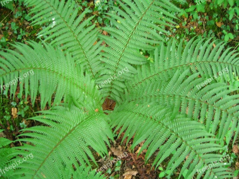 Fern Plant Shuttlecock Perennial Foliage