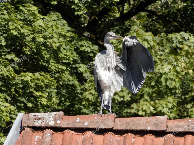 Heron Bird Roof Free Photos