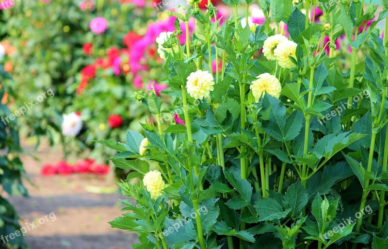 Asters Flowers Field Sale Pick Your Own