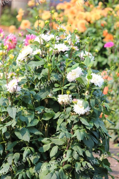 Asters Flowers Field Sale Pick Your Own