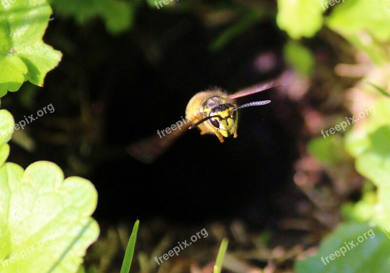 Wasp Earth Wasp Flight Insect Flying