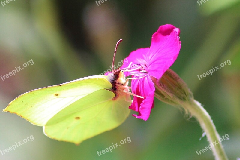 Gonepteryx Rhamni Blossom Bloom Nectar Butterfly