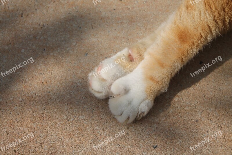 Cat Paws Close Up Fur Cat's Paw