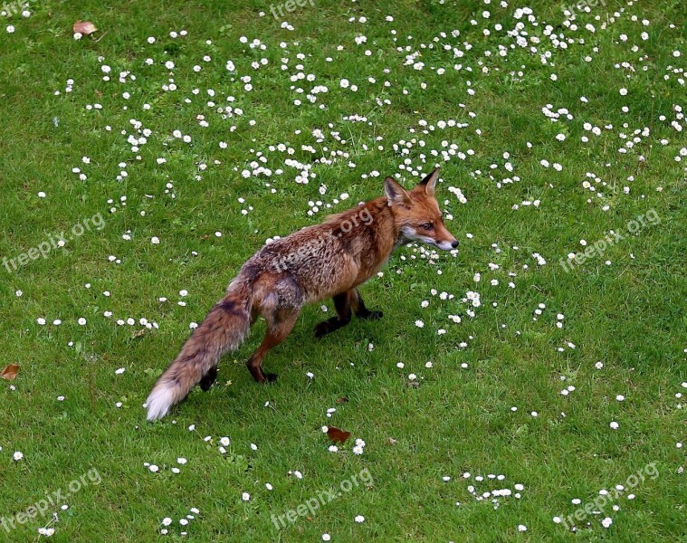 Fuchs Animal Wild Wild Animal Animal World