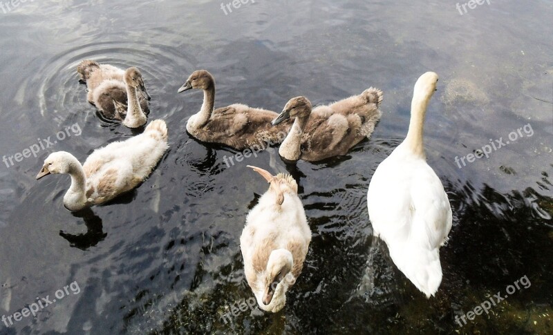 Swans Waterfowl Lake Young Swans Poultry