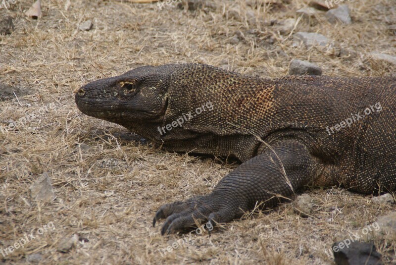 Asia Indonesia Komodo Monitor Lizard Dragon