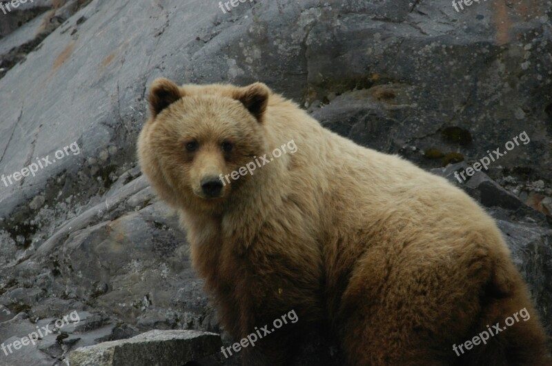 Bear Adult Brown Portrait Wildlife