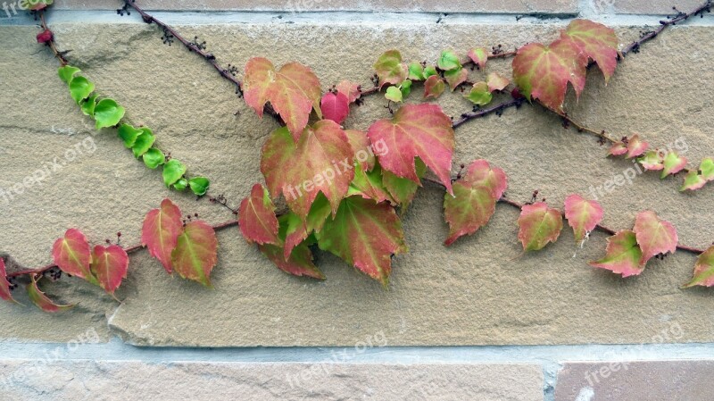 Ivy Entwine Grow Wall Climber Plant