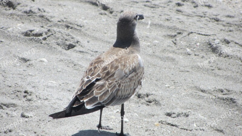 Seagull Bird Nature Sea Animal