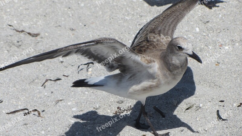 Seagull Bird Summer Ocean Beach