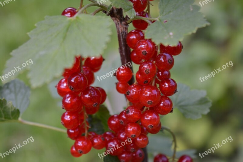 Berries Currants Eat Bush Garden