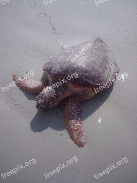 Sea Turtle Nature Sand Marine Wildlife