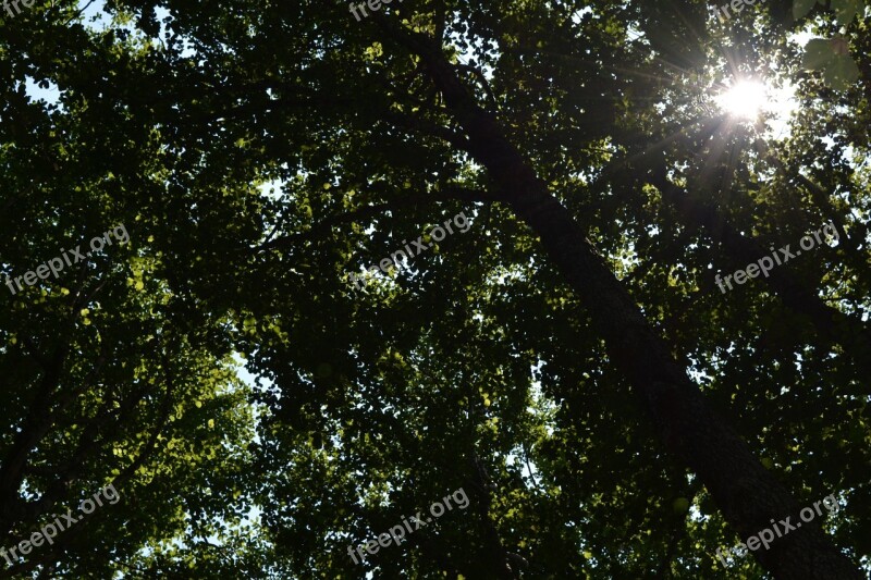 Calabria Sila Mountain Trees Green