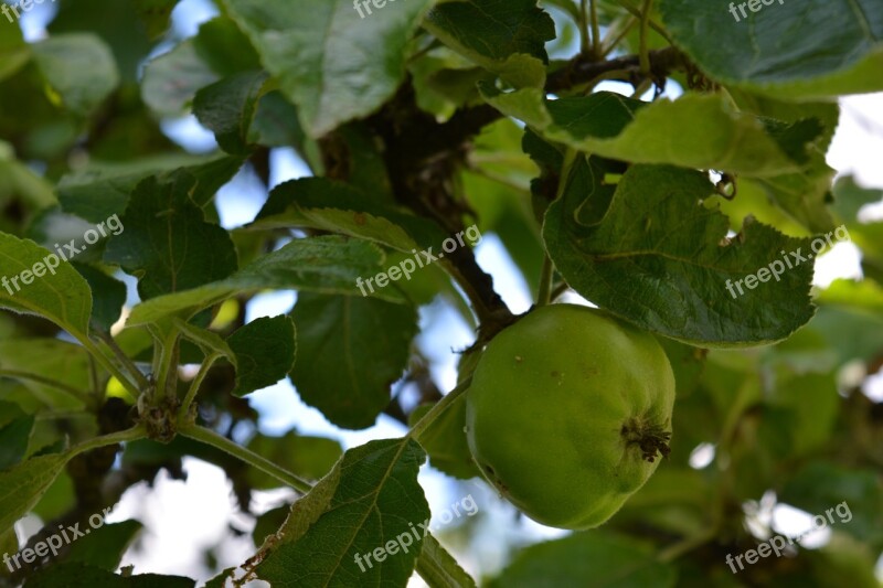 Apple Apple Tree Nature Fruit Immature