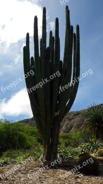 Cactus Cacti Desert Nature Plant