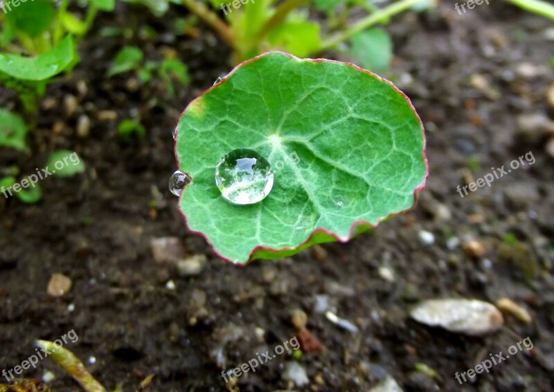 Nature Drop Macro Cress Green