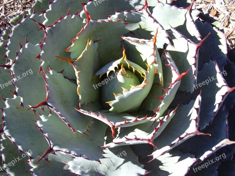 Cactus Flower Plant Thorns Rosette