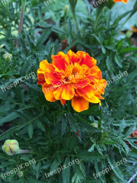 Marigold Garden Flower Plant Blossom