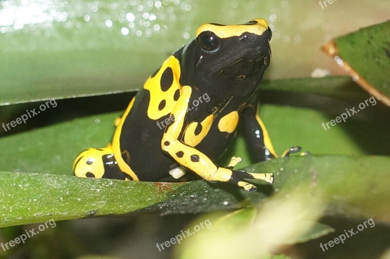 Poison Frog Small Amphibian Free Photos