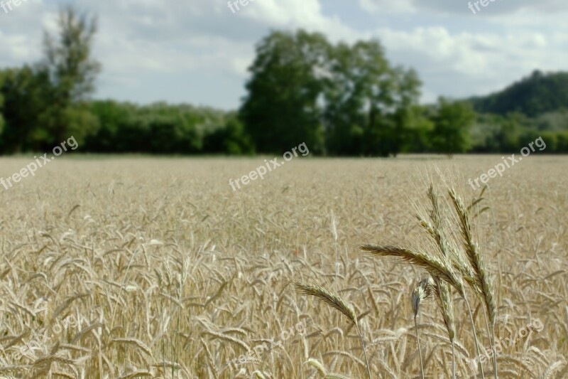 Wheat Field Landscape Summer Harvest Wheat