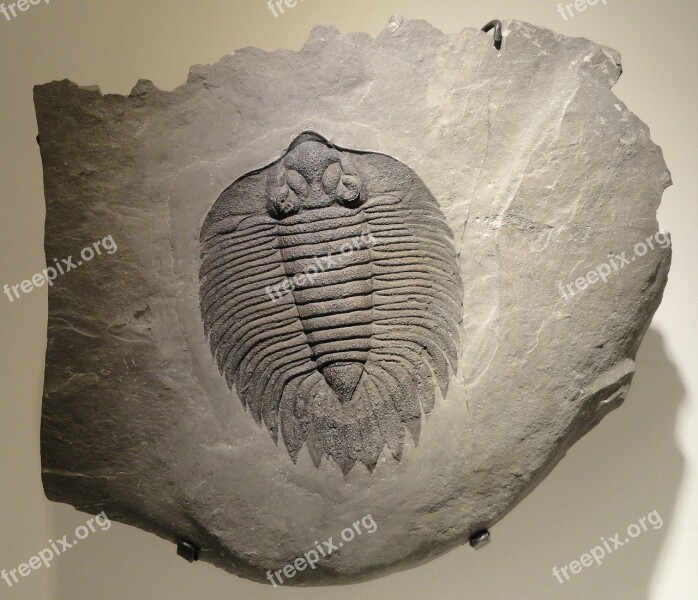 Arctinurus Boltoni Trilobite Fossil Shale Middle Silurian