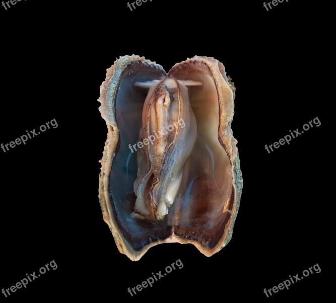 Arca Zebra Turkey Wing Ark Clam Bivalve Mollusc Clam