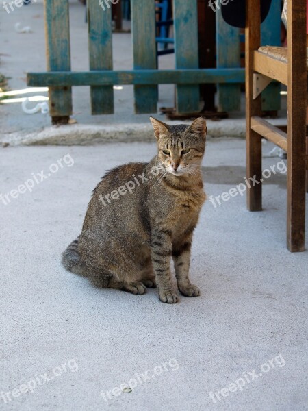 Cat Beast Animal Sitting Cat Free Photos