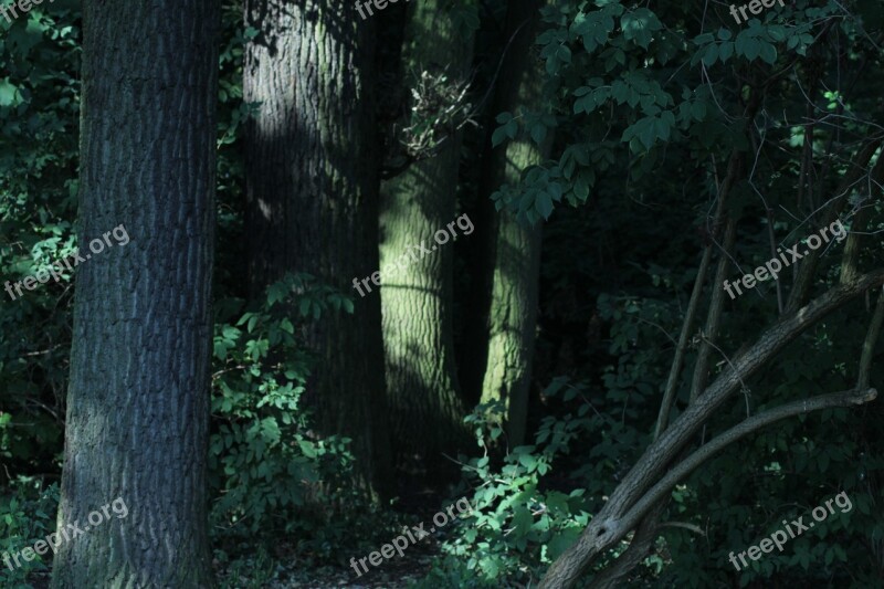 Forest Mysticism Summer Day Light Mystical