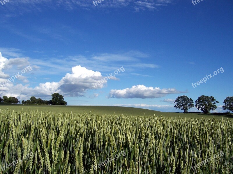 Harvest Wheat Crop Grain Summer