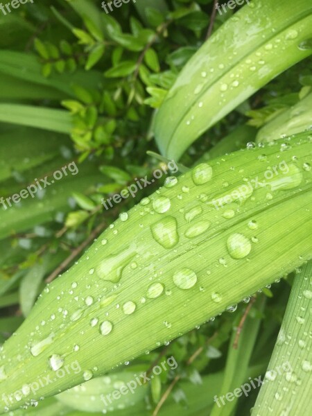 Green Nature Leaf Rain Drip