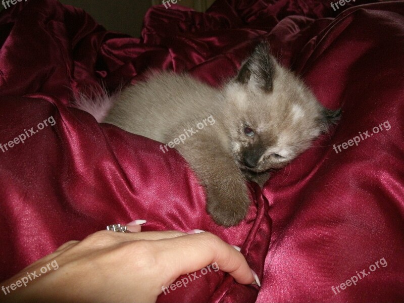 Siamese Kitten Cat Baby Animal