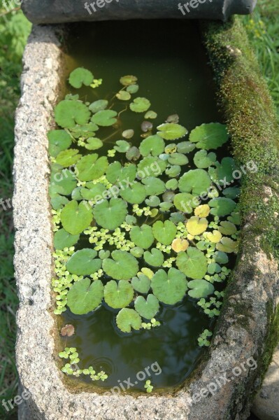 Floating Plants Landscape Leaf Water Free Photos