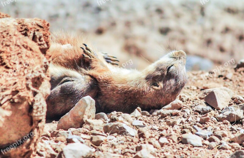 Prairie Dogs Sleeping Cute Mammal Nature