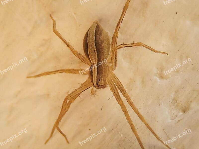 Nursery Web Spider Pisauridae Spider Nature Arachnid