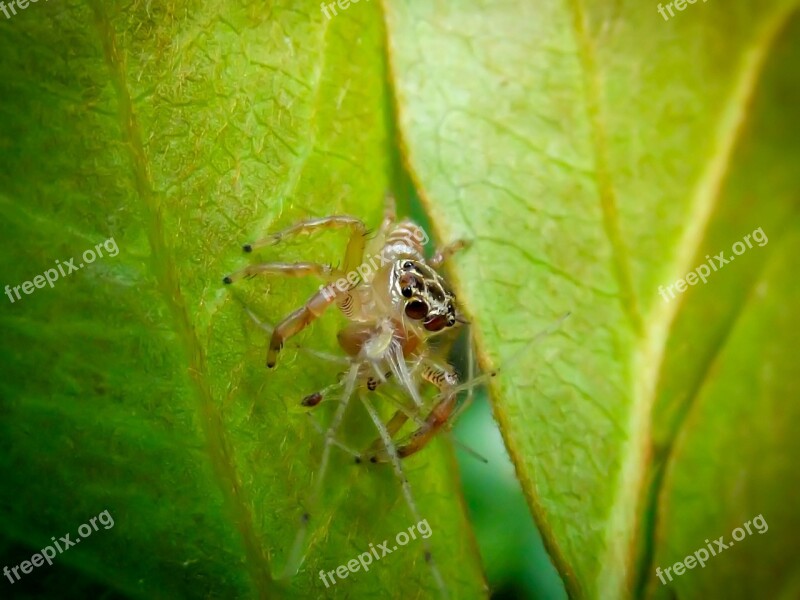 Jumping Spider Salticidae Harmless Spider Nature