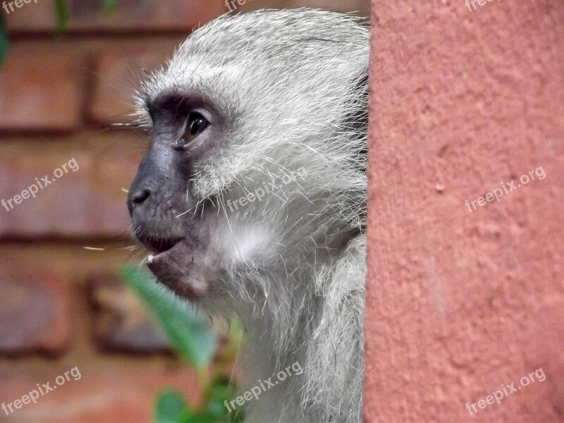 Vervet Monkey Monkey Garden South Africa Hartbeespoort