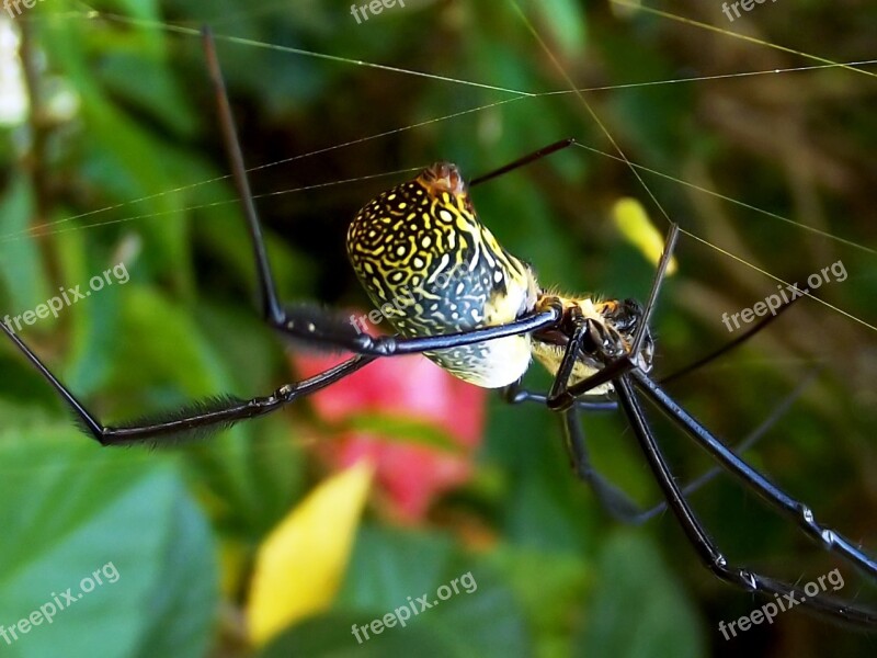 Nephila Fenestrata Black-legged Golden Orb-weaver Golden Orb Spider Spider Garden