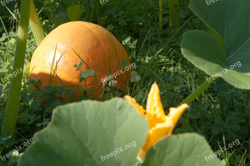 Pumpkin Hokkaido Vegetables Garden Orange