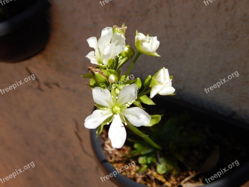 Flower Venus Flytrap Nature White Flower Garden