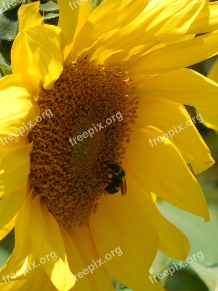 Sunflower Seeds Food Healthy Organic