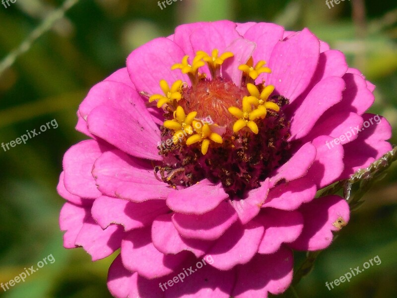 Annual Zinnia Nature Floral Bright