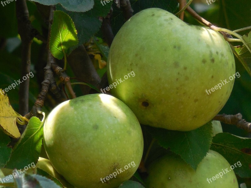 Apple Tree Nature Garden Fruit