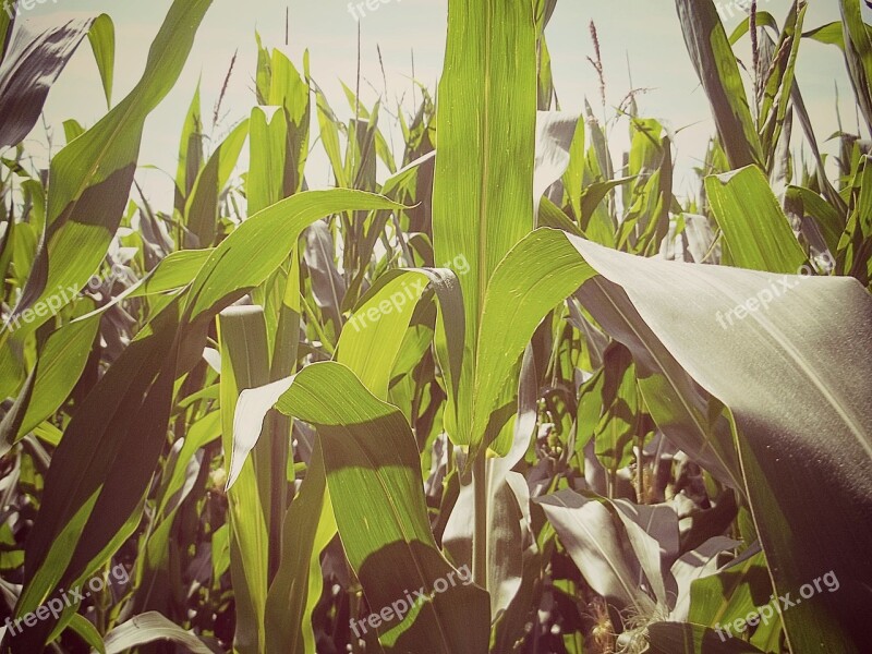 Corn Cornfield Field Leaves Agriculture