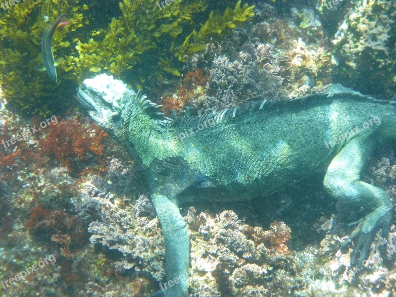 Marine Iguana Galápagos Diving Reptile Iguana