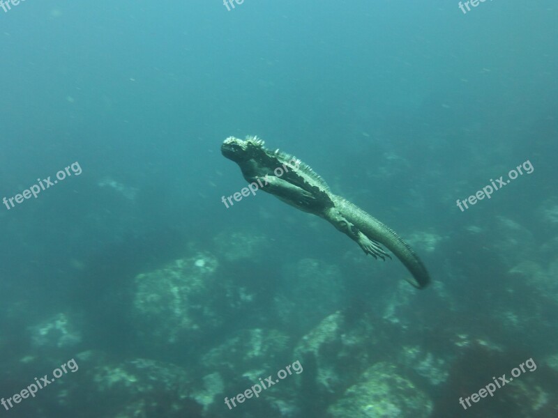 Marine Iguana Galápagos Diving Reptile Iguana